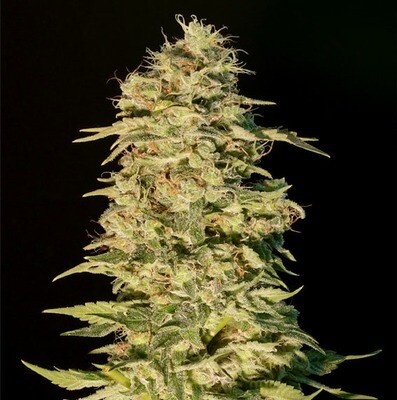 Genehtik Seeds - OG Lemon Bilbo (fem.) 03719