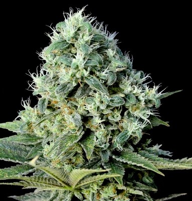Genehtik Seeds - Santa Bilbo (fem.) 01866