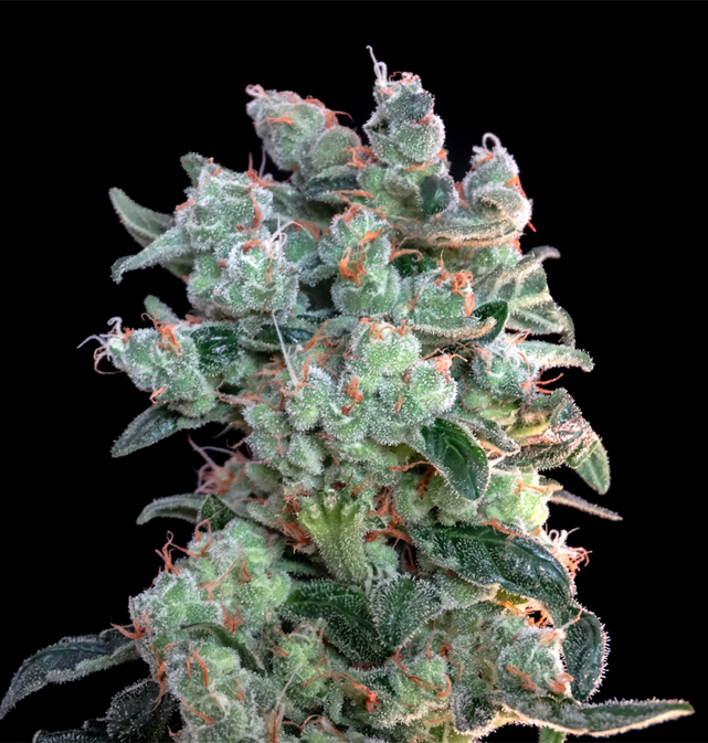Genehtik Seeds - Santa Bilbo (fem.)