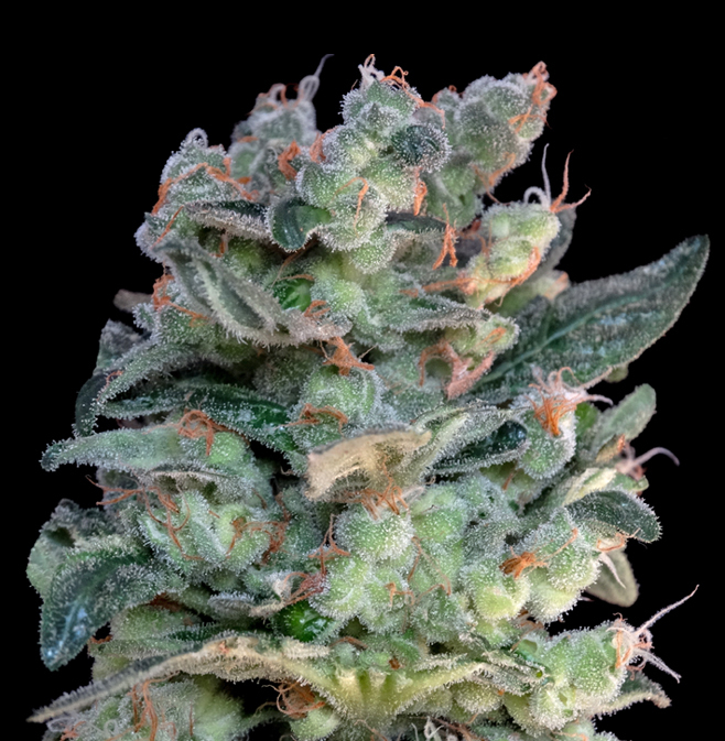 Genehtik Seeds - Santa Bilbo (fem.)