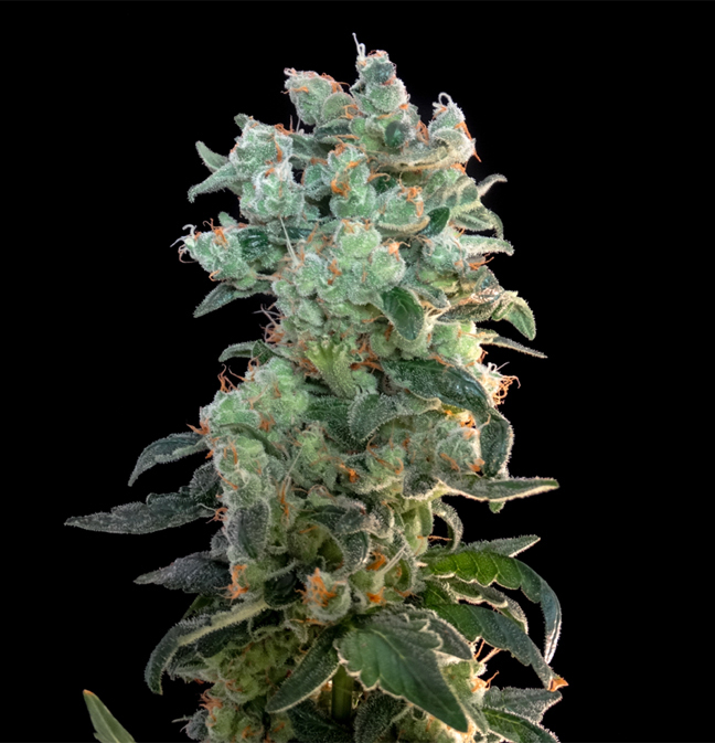 Genehtik Seeds - Santa Bilbo (fem.)