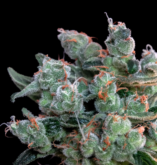 Genehtik Seeds - Santa Bilbo (fem.)