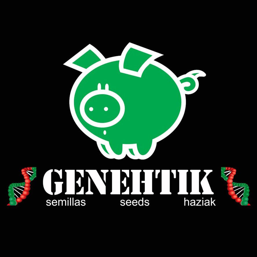 Genehtik Seeds - Amnesia Bilbo (fem.)