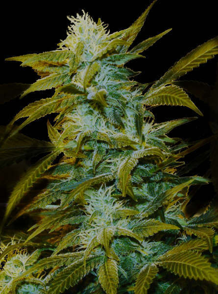 Genehtik Seeds - Super Silver Bilbo (fem.)