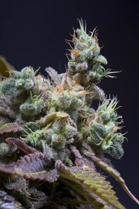 Genehtik Seeds - Txomango (fem.)