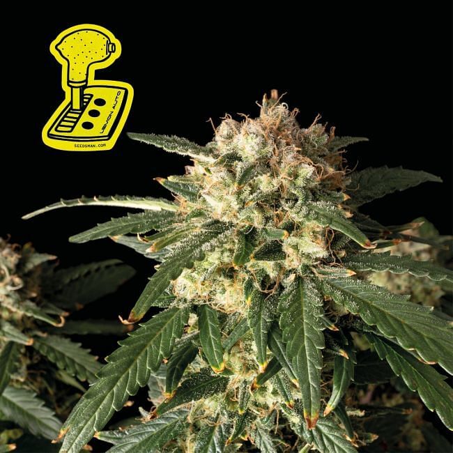 Seedsman - Lemon Auto (auto/fem.)