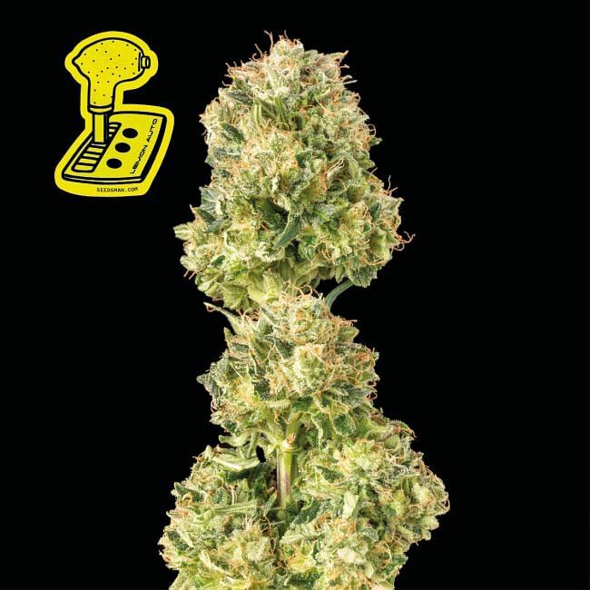 Seedsman - Lemon Auto (auto/fem.)