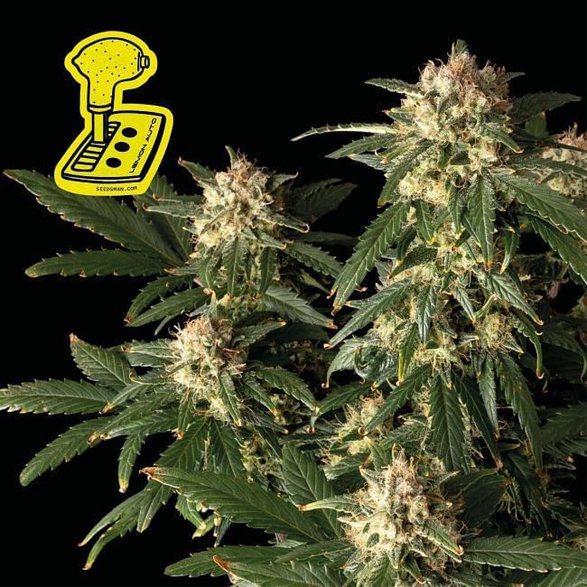 Seedsman - Lemon Auto (auto/fem.)