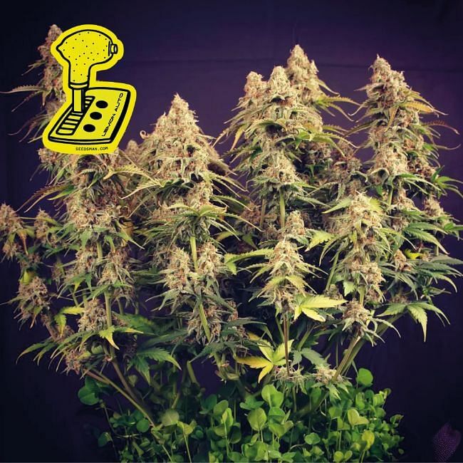 Seedsman - Lemon Auto (auto/fem.)