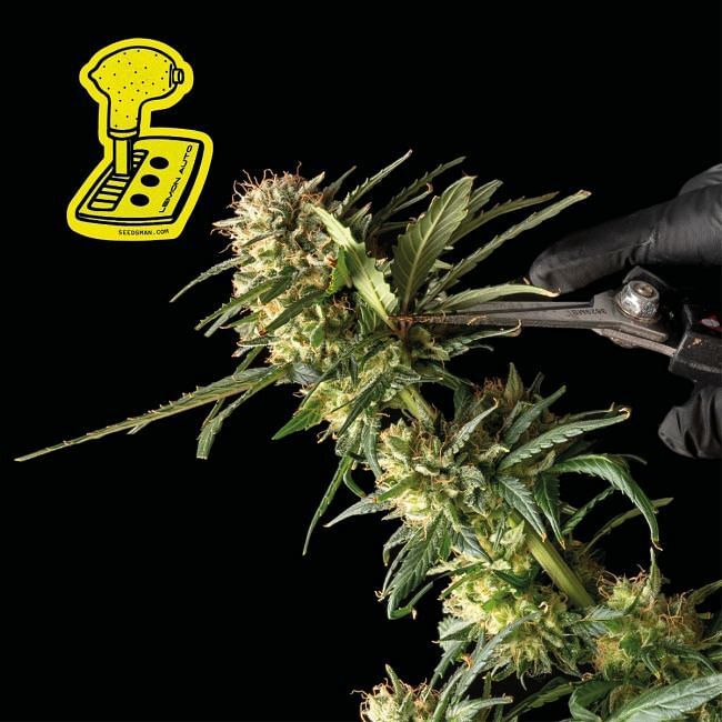 Seedsman - Lemon Auto (auto/fem.)