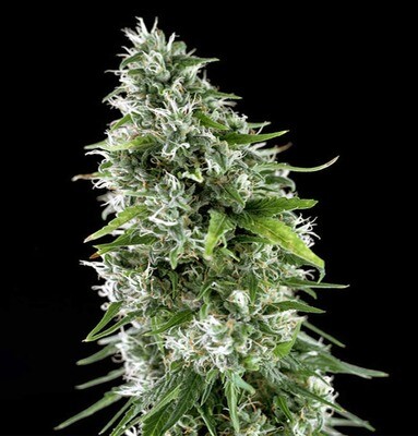 Genehtik Seeds - Kritikal Bilbo x AK-47 (fem.) 01863