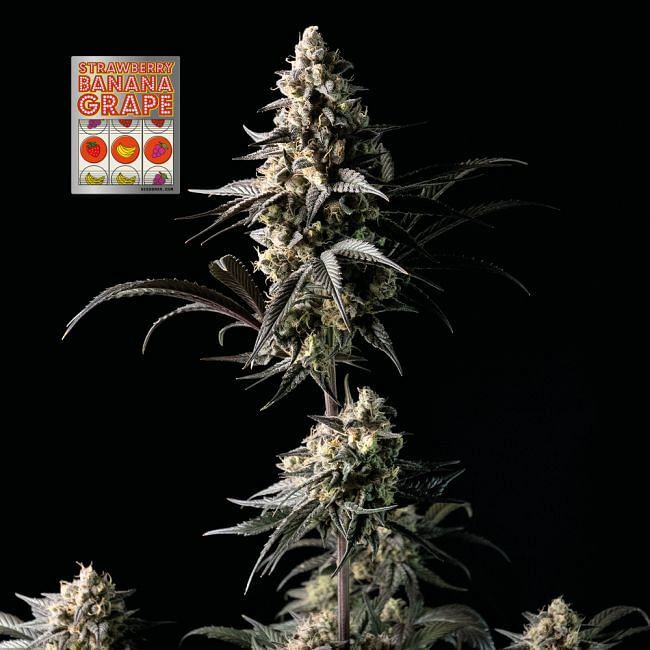 Seedsman - Strawberry Banana Grape (fem.)