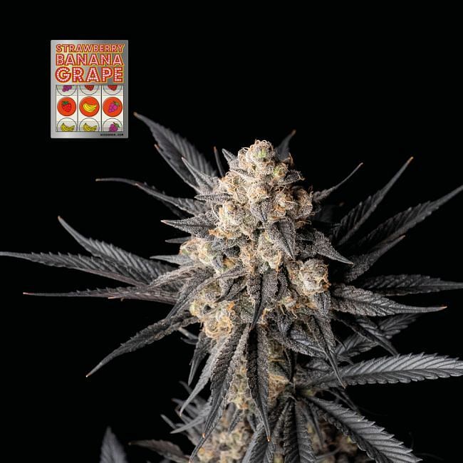 Seedsman - Strawberry Banana Grape (fem.)
