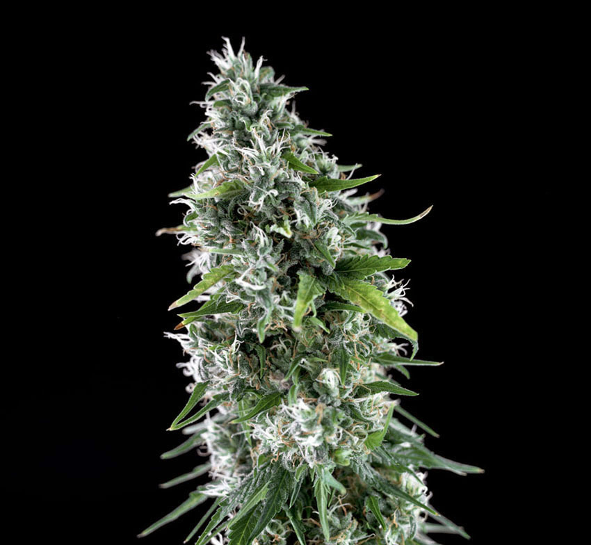 Genehtik Seeds - Kritikal Bilbo x AK-47 (fem.)