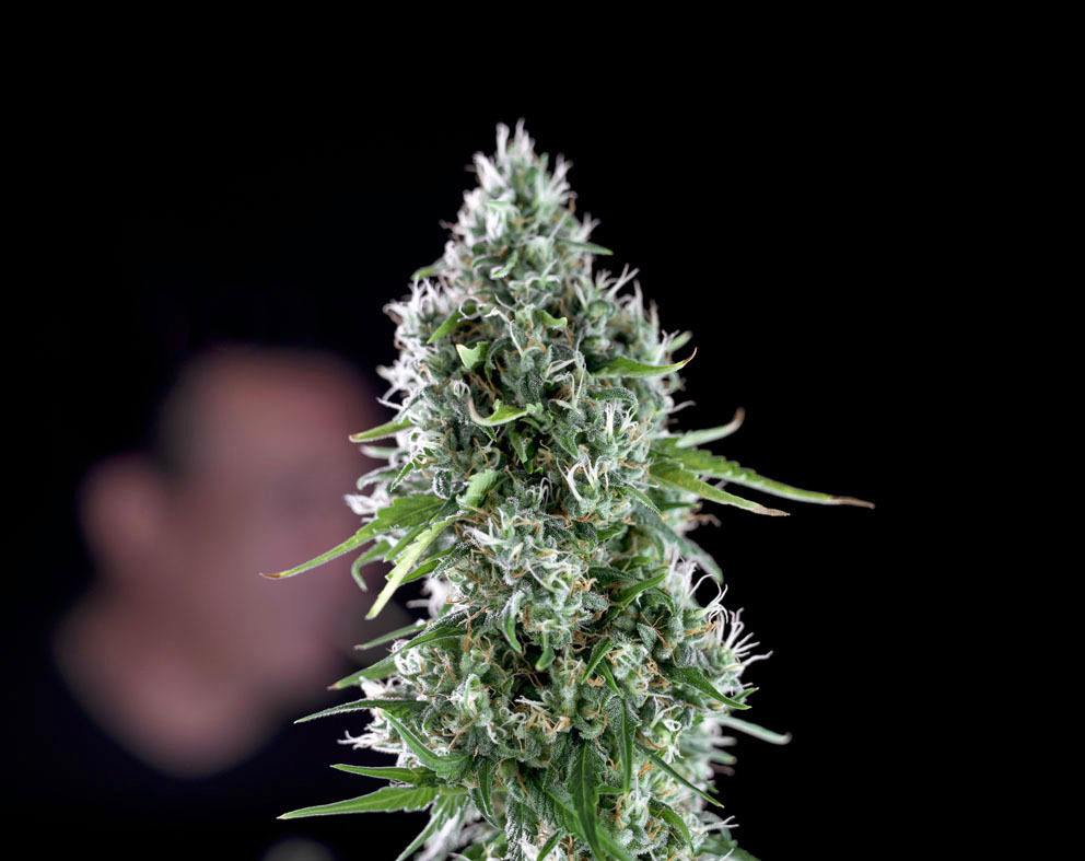 Genehtik Seeds - Kritikal Bilbo x AK-47 (fem.)