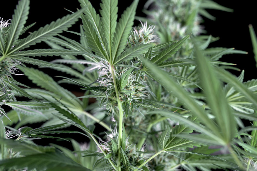 Genehtik Seeds - Santa Bilbo (fem.)