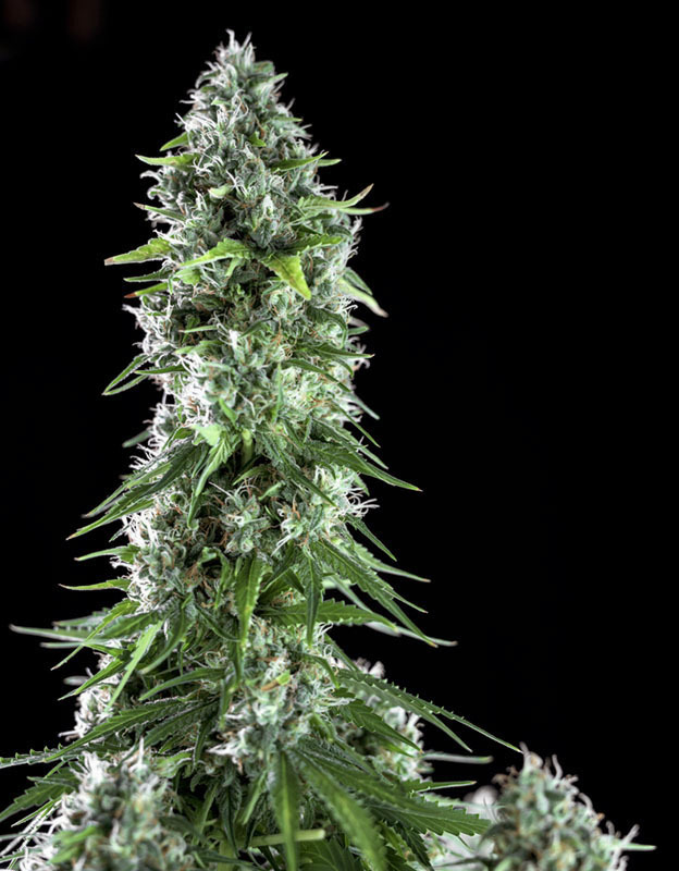 Genehtik Seeds - Kritikal Bilbo x AK-47 (fem.)