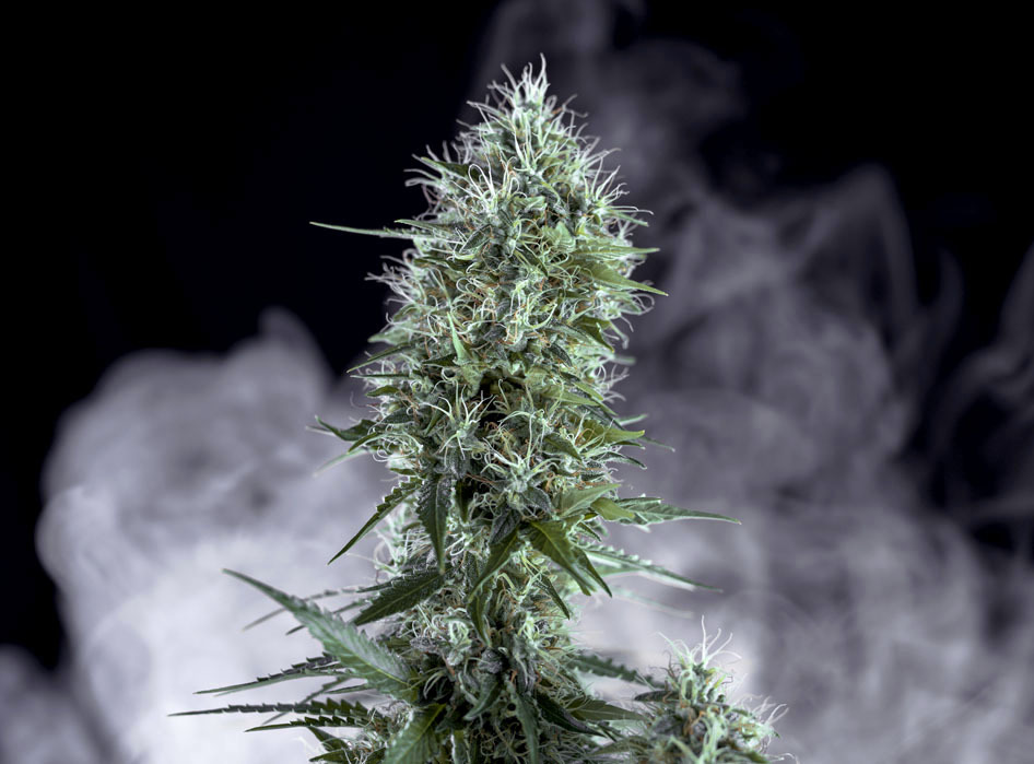 Genehtik Seeds - OG Lemon Bilbo (fem.)