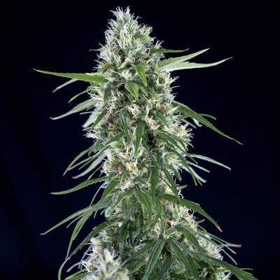 Genehtik Seeds - Super Silver Bilbo (fem.) 01865