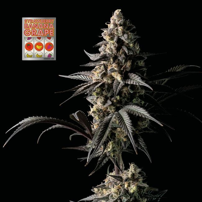 Seedsman - Strawberry Banana Grape (fem.)