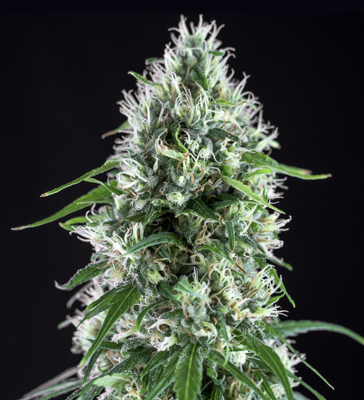 Genehtik Seeds - Super Silver Bilbo (fem.)
