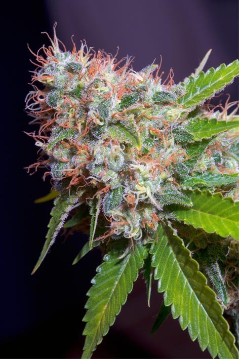 Genehtik Seeds - Zuri Widow (fem.)