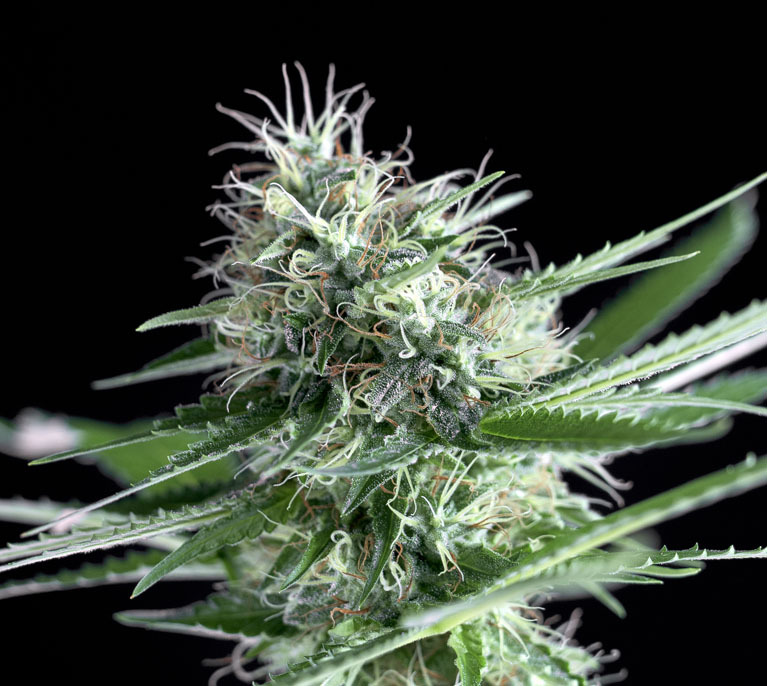 Genehtik Seeds - OG Lemon Bilbo (fem.)