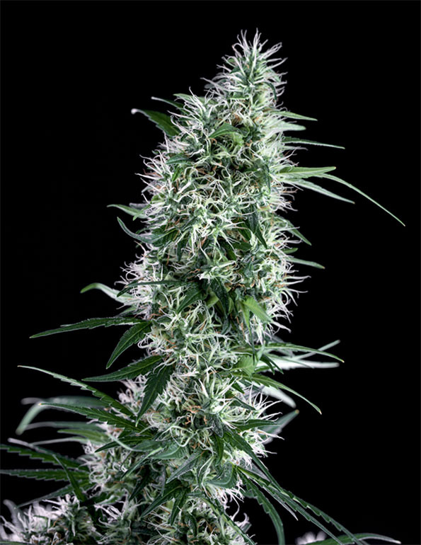 Genehtik Seeds - Santa Bilbo (fem.)