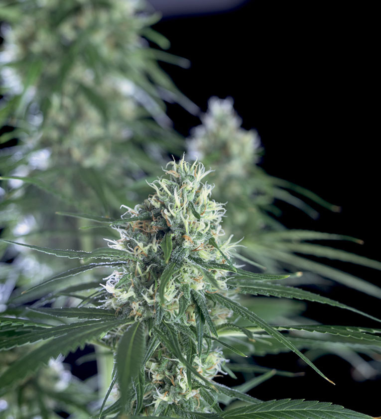 Genehtik Seeds - Super Silver Bilbo (fem.)