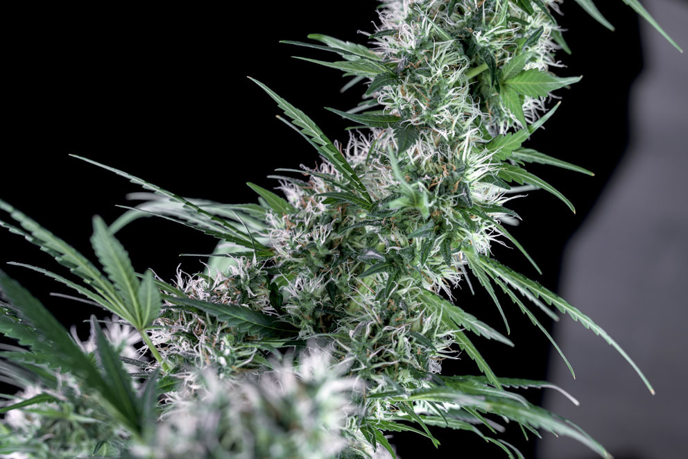 Genehtik Seeds - Santa Bilbo (fem.)