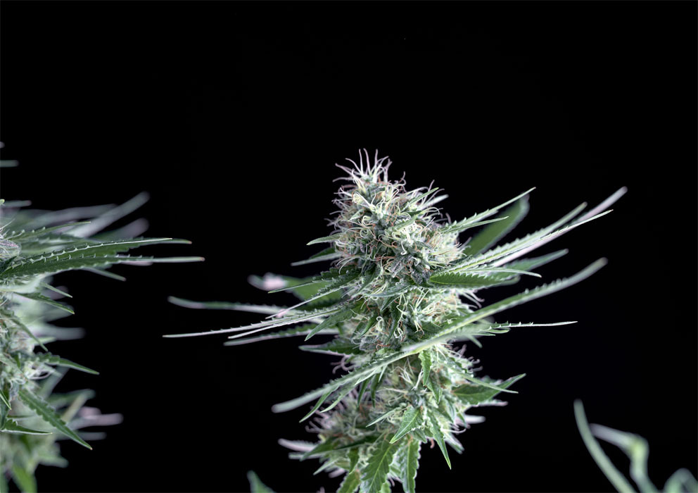 Genehtik Seeds - OG Lemon Bilbo (fem.)