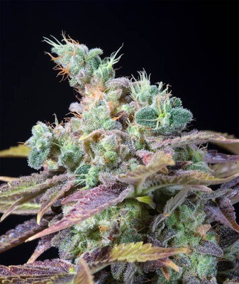 Genehtik Seeds - Txomango (fem.) 01868