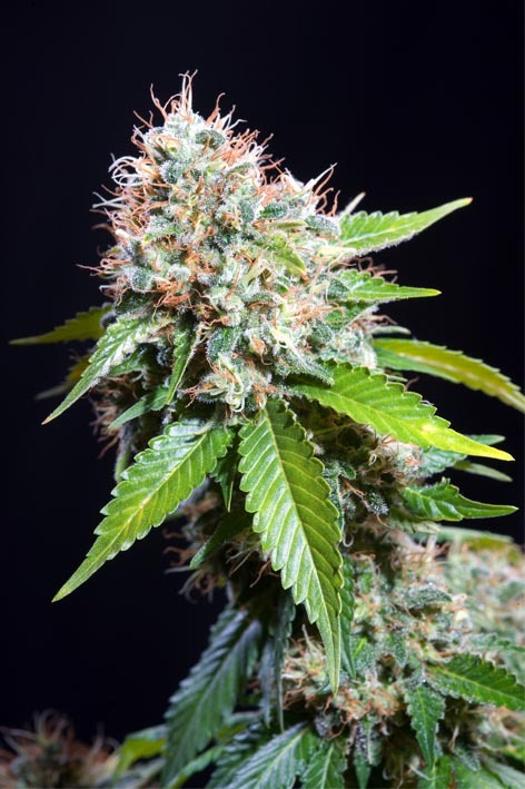 Genehtik Seeds - Zuri Widow (fem.)