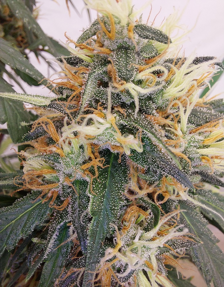 Ace Seeds - Panama A5 Haze (fem.)