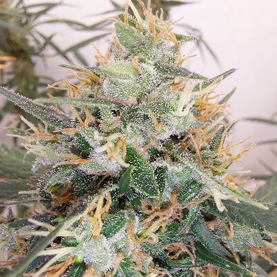 Ace Seeds - Panama A5 Haze (fem.) 09464
