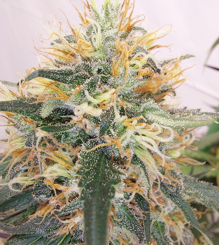 Ace Seeds - Panama A5 Haze (fem.)