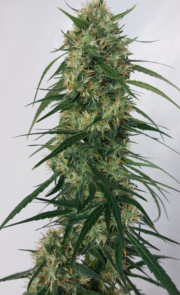 Ace Seeds - Panama A5 Haze (fem.)