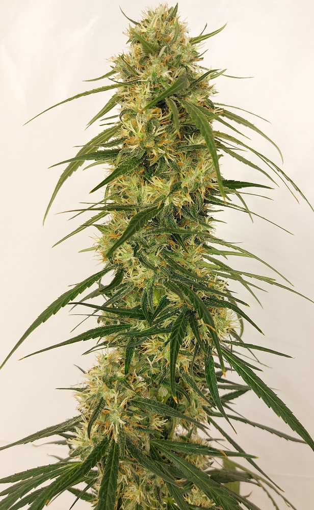 Ace Seeds - Panama A5 Haze (fem.)