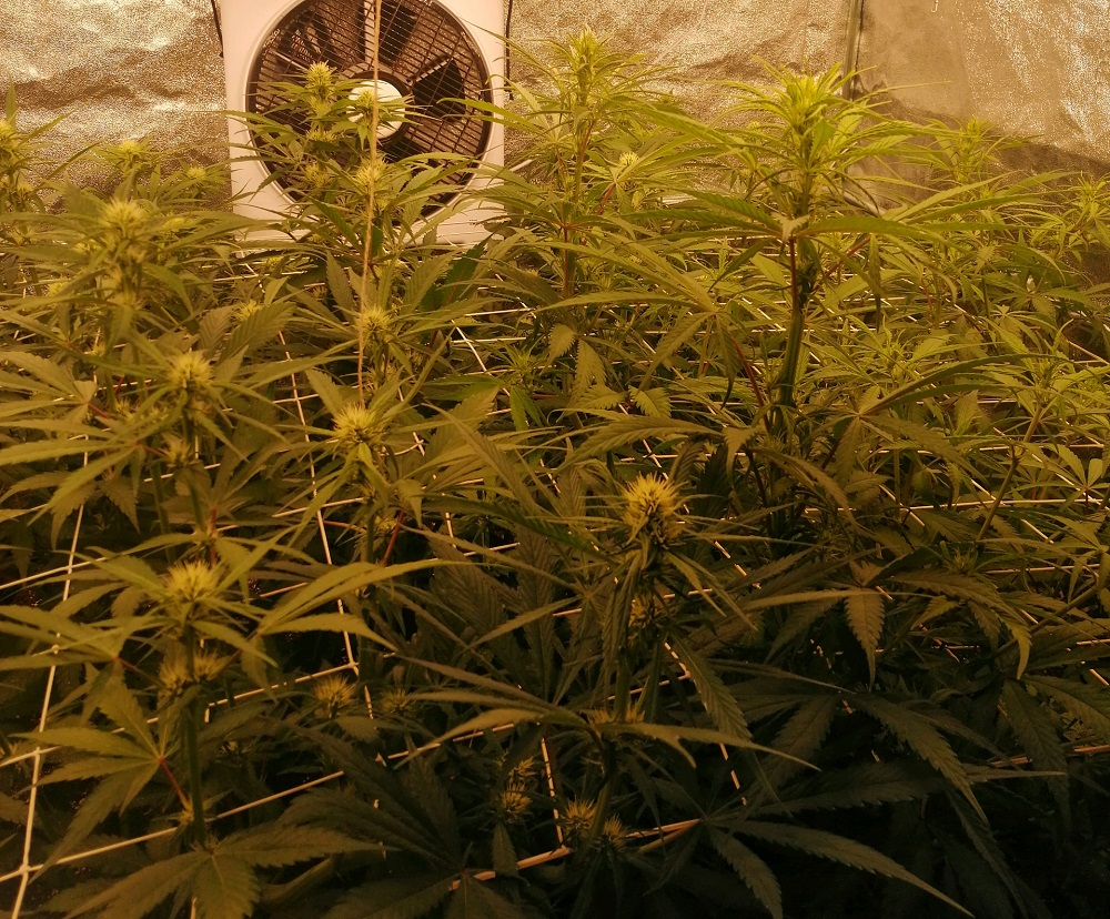 Ace Seeds - Panama A5 Haze (fem.)