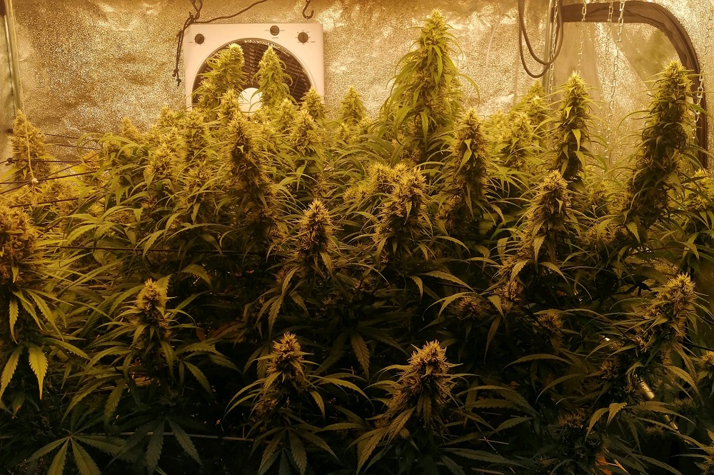 Ace Seeds - Panama A5 Haze (fem.)