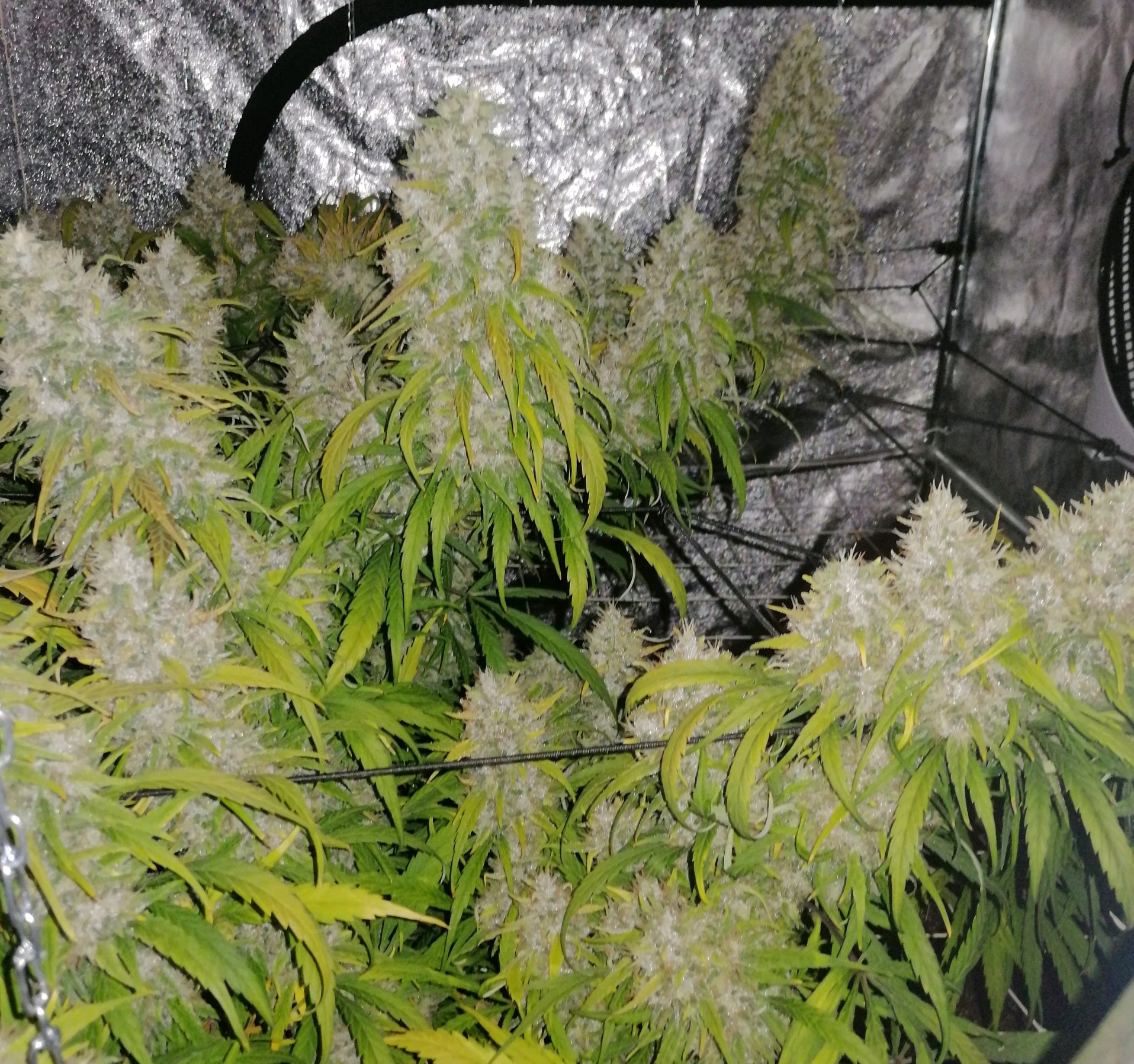 Ace Seeds - Panama A5 Haze (fem.)