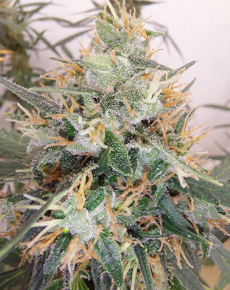 Ace Seeds - Panama A5 Haze (fem.)