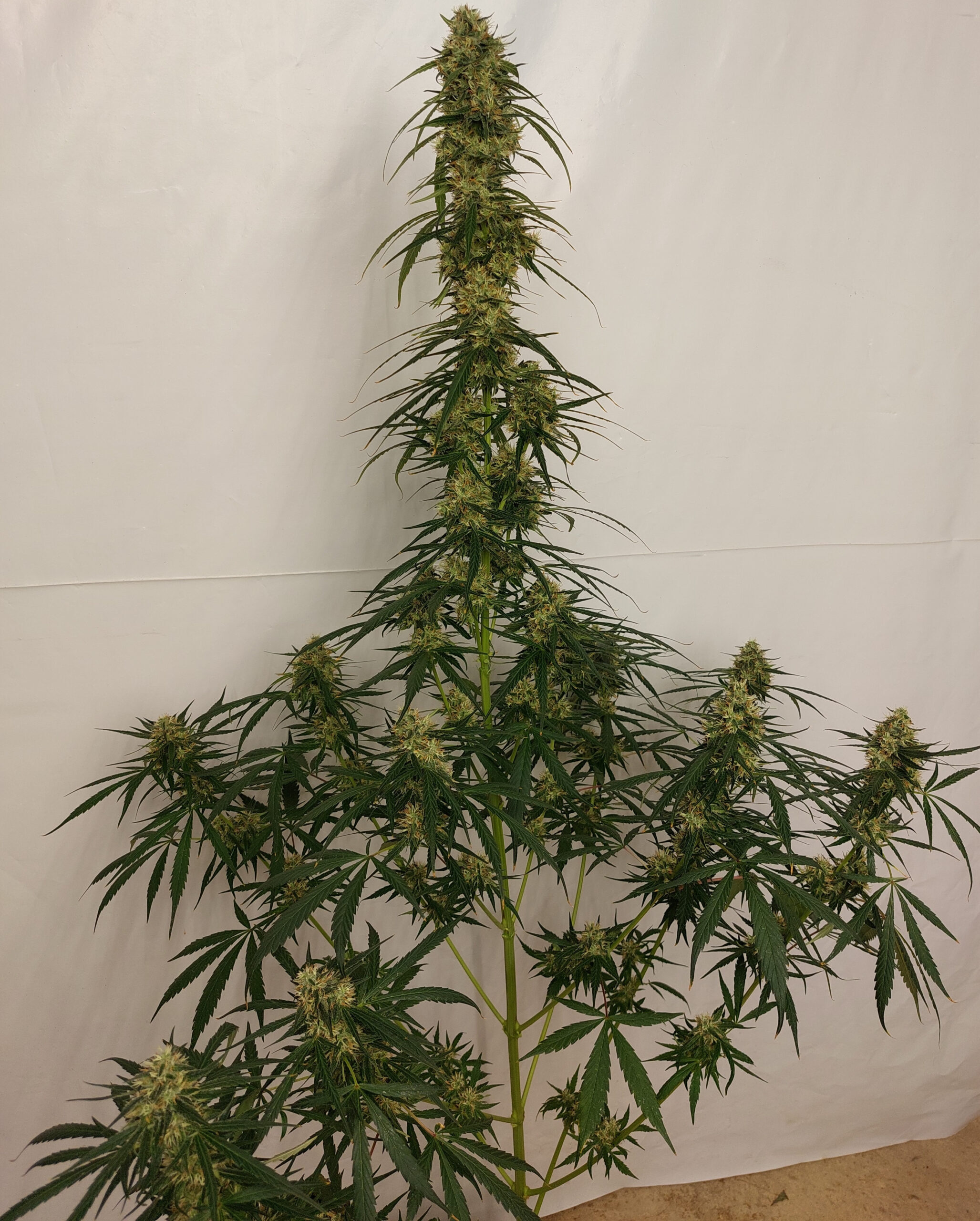 Ace Seeds - Panama A5 Haze (fem.)