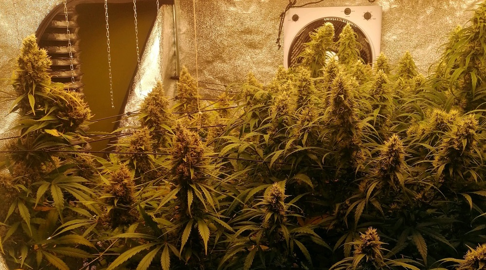 Ace Seeds - Panama A5 Haze (fem.)