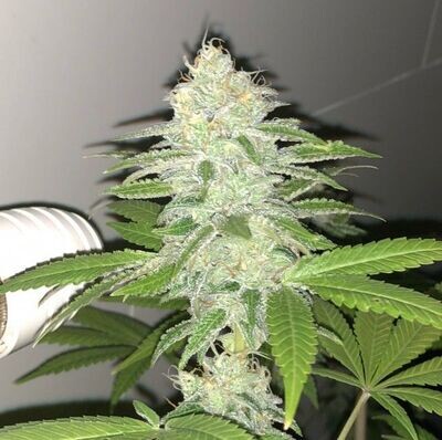 Pheno Finder Seeds - Lemon Sherbert (fem.) 09468