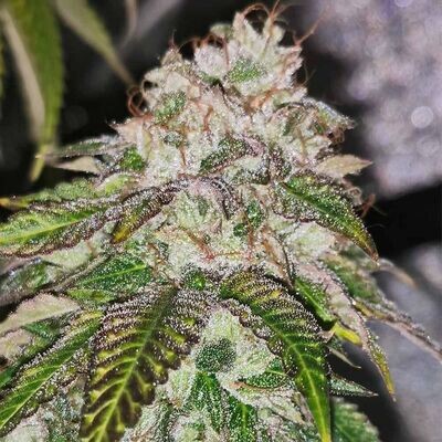 Pheno Finder Seeds - Kuntz 'N Cream (fem.) 09467