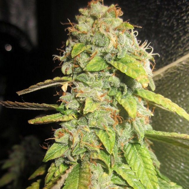 Pheno Finder Seeds - Notorious OG (fem.)