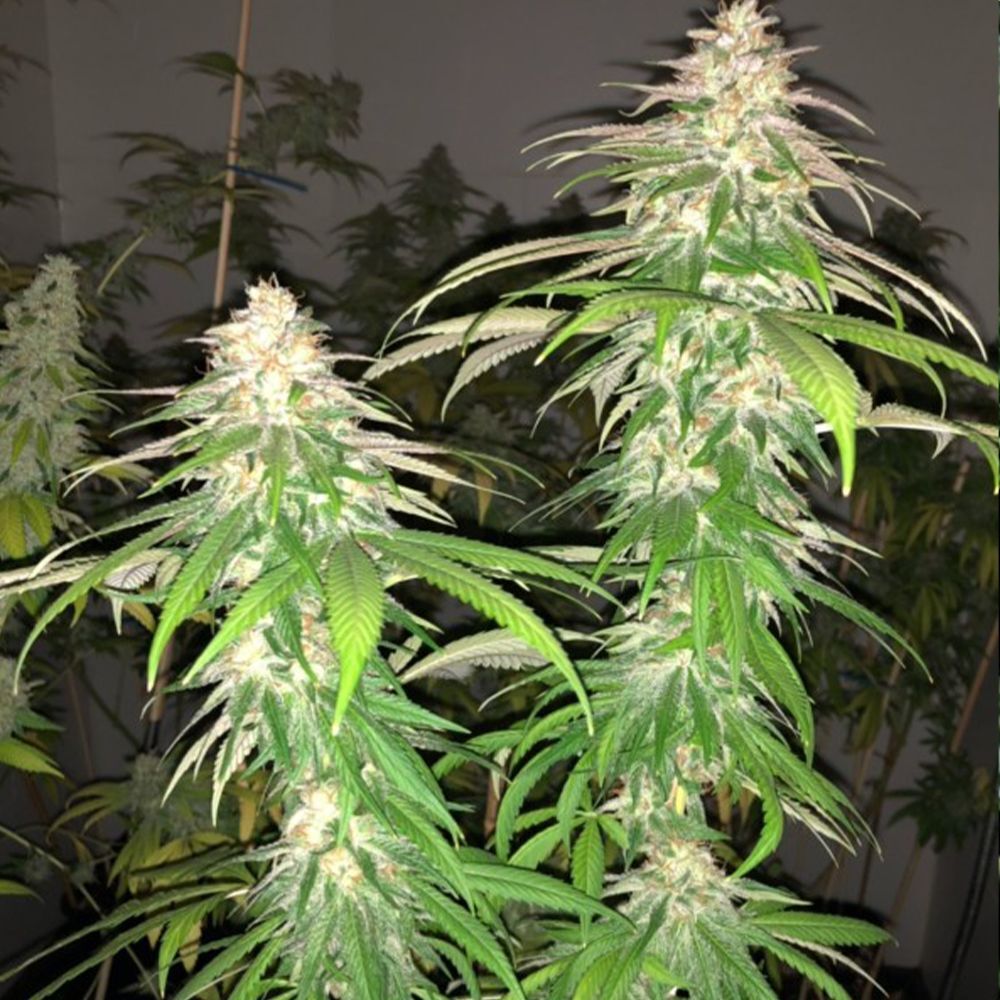 Pheno Finder Seeds - Purple Strawberry Sherbert (fem.)