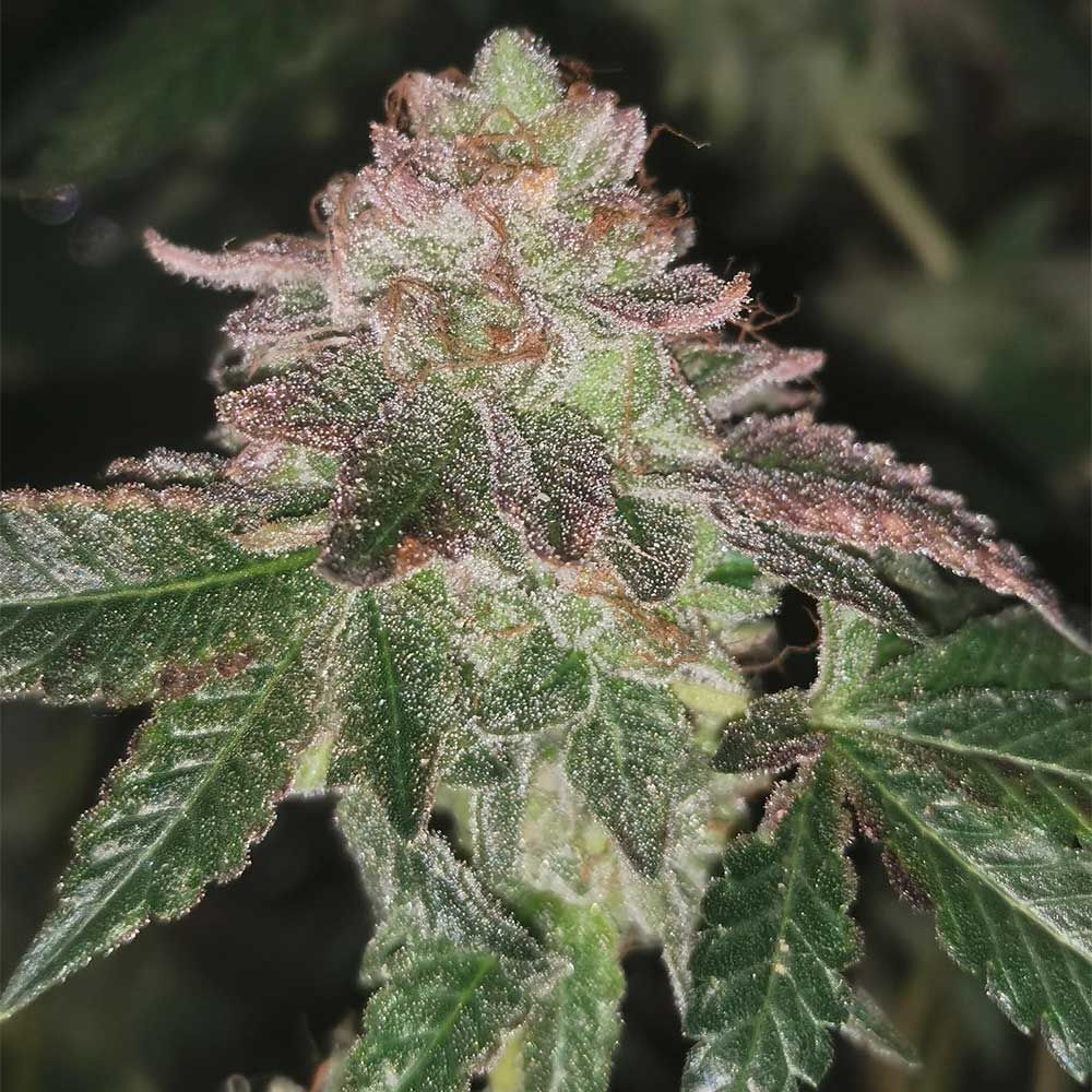 Pheno Finder Seeds - Runtzosa (fem.)