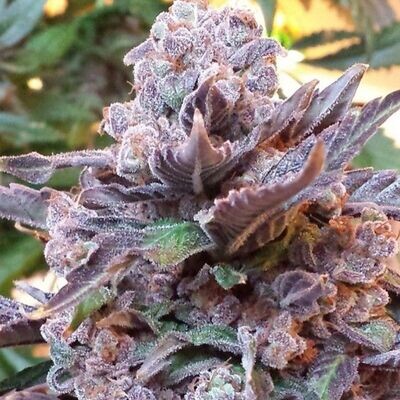 Pheno Finder Seeds - Purple Strawberry Bliss (fem.) 09470